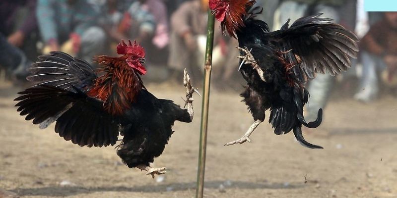 Mẹo chơi Đá Gà GA28 cho cả người mới và cao thủ lâu năm 